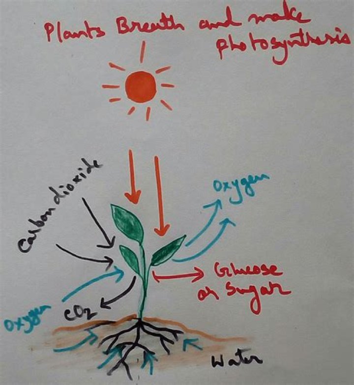 During the day plant breathe in?