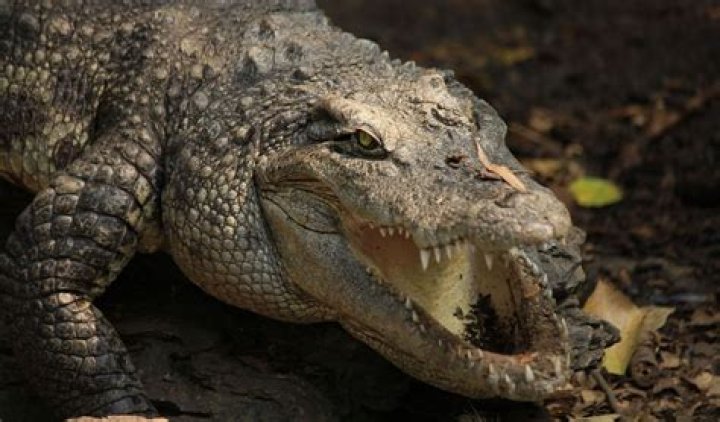 Is snouted a word?