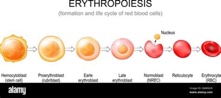 When erythrocytes are destroyed which of the following events occurs?