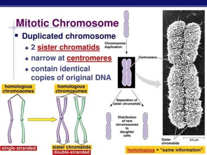 Where are chromosomes duplicated?